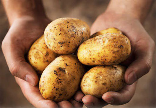 Những sai lầm 'chết người' khi ăn khoai tây