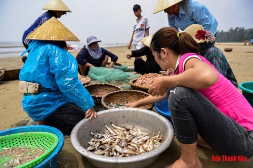 Ngắm bình minh và đi chợ cá buổi sáng ngay trên bãi biễn là một trong những trải nghiệm ấn tượng khó phai đối với những ai mỗi khi về với vùng biển này.