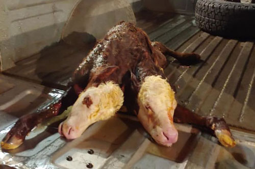 Kỳ lạ bê con "2 đầu" chào đời ở Mỹ