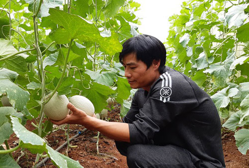 Gia Lai: Thạc sĩ từ nước ngoài về trồng dưa lưới thu hàng trăm triệu đồng mỗi năm