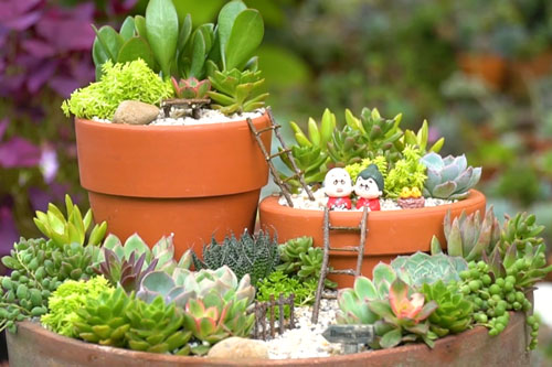 CLIP: Hướng dẫn làm “khu vườn sen đá mini” độc đáo