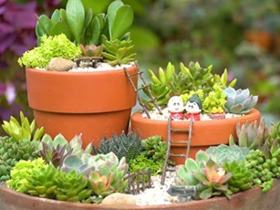 CLIP: Hướng dẫn làm “khu vườn sen đá mini” độc đáo
