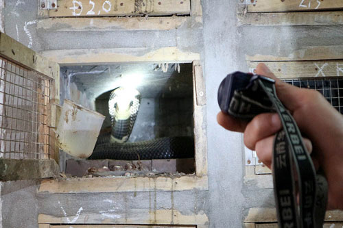 Phú Thọ: Nuôi rắn hổ mang mỗi năm thu hàng tỷ đồng