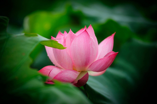 &#x110;au kh&#x1ED5; l&#xE0; g&#xEC; v&#xE0; h&#x1EA1;nh ph&#xFA;c &#x111;&#xE1;ng gi&#xE1; bao nhi&#xEA;u