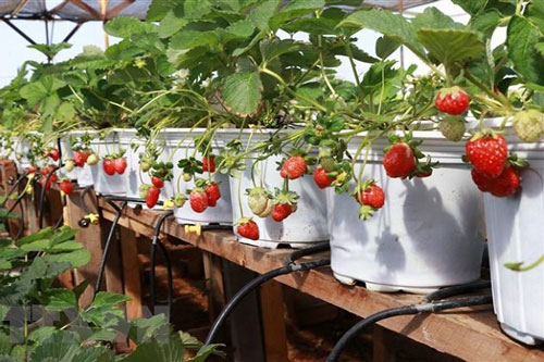 Sơn La: 'Hái ra tiền' từ trồng dâu tây