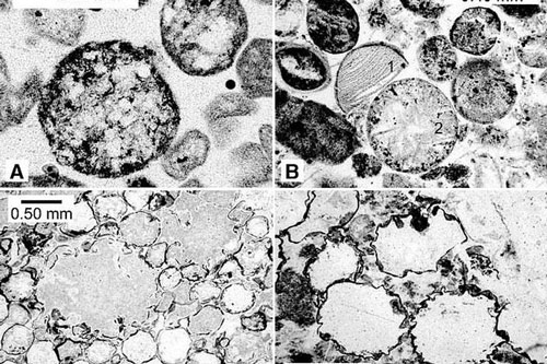Bằng chứng sốc về tác động ngoài hành tinh khiến Trái Đất "biến hình"