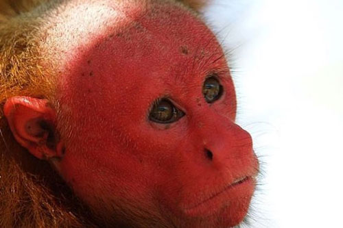 Sửng sốt với 15 loài động vật kì lạ đến mức khó tin chúng tồn tại