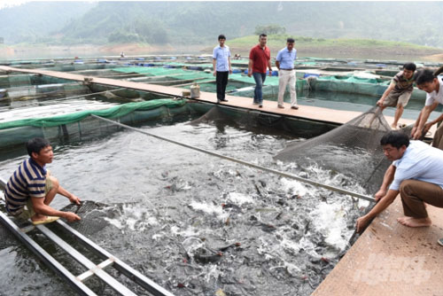 Tuyên Quang: “Sống khỏe” từ nuôi cá lồng
