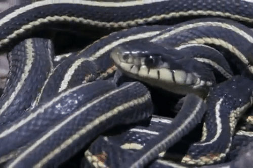 Bầy rắn giao phối tập thể trên cây