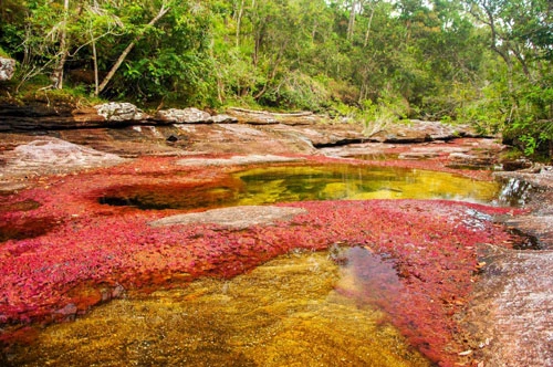 Sông Cano Cristales, Colombia: Sông Cano Cristales, còn có tên gọi là Dòng sông 5 màu, nằm trong công viên Quốc gia Serrania de la Macarena. Dòng sông khoác trên mình chiếc áo sặc sỡ sắc màu và có làn nước trong suốt như pha lê. Màu sắc rực rỡ mà du khách nhìn thấy thực chất là loài tảo bám trên các phiến đá. Ảnh: Getty Images/iStockphoto.