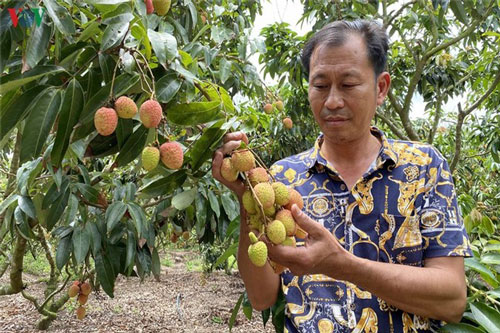 Đắk Lắk: Nông dân trồng vải thiều Lục Ngạn trên đất cao nguyên thu lời hàng tỷ đồng