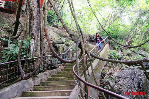 Từ dưới chân núi, du khách chỉ cần leo hơn 100 bậc thang được làm bằng bê tông là đến cửa động. Quãng đường này cây cối bao phủ, những bộ rễ cây thuộc họ dây leo quấn quanh lối đi, thậm chí du khách còn có thể ngồi lên rễ cây như ngồi võng.