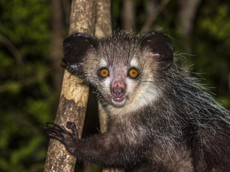 Vượn cáo có nguồn gốc từ quần đảo Madagascar, sống trong những khu rừng mưa ẩm thấp. Nó được mệnh danh là loài vượn cáo ác quỷ nhất thế giới với đôi mắt to, thân thể đen thùi lùi, người nhỏ chỉ khoảng 17 cm nhưng cái đuôi dài tới 60 cm và những ngón tay gầy gò xương xẩu như bàn tay tử thần.