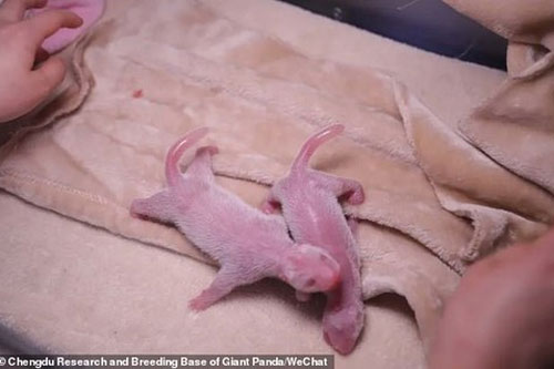 Ảnh hiếm về gấu trúc sinh đôi giữa mùa Xuân trong môi trường nuôi nhốt ở Trung Quốc