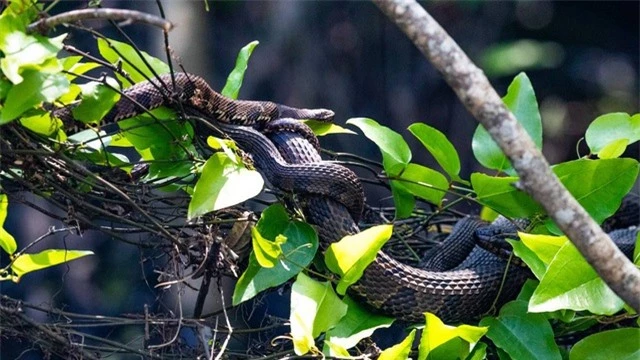 Bầy rắn tụ tập giao phối tập thể trên cây - 1
