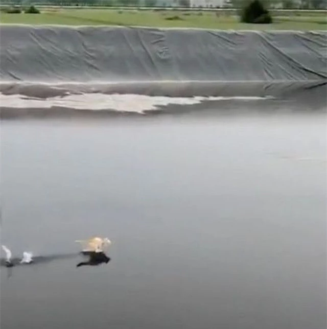 “Mèo kung-fu” chạy trên mặt nước gây bão mạng Trung Quốc - 1
