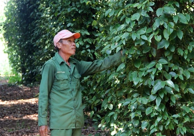 Phú Yên: “Vàng đen” lao dốc, người trồng lao đao - 1