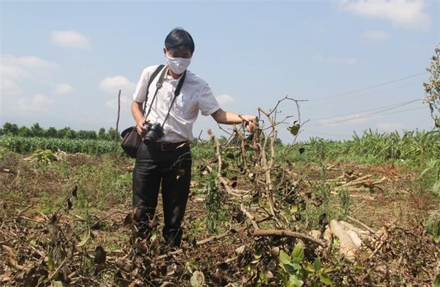 Phú Yên: “Vàng đen” lao dốc, người trồng lao đao - 2