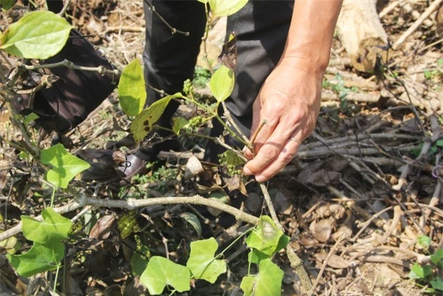 Phú Yên: “Vàng đen” lao dốc, người trồng lao đao - 3