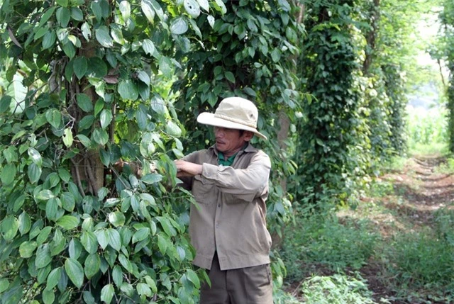 Phú Yên: “Vàng đen” lao dốc, người trồng lao đao - 4