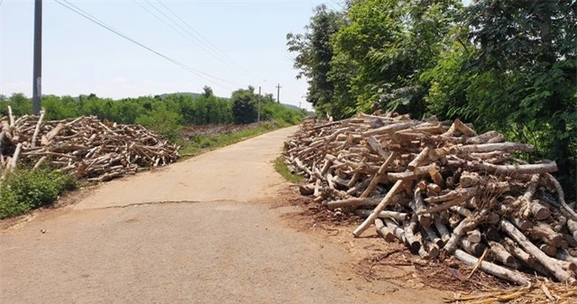 Phú Yên: “Vàng đen” lao dốc, người trồng lao đao - 5