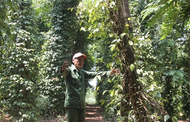 Phú Yên: “Vàng đen” lao dốc, người trồng lao đao - 6