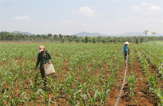 Phú Yên: “Vàng đen” lao dốc, người trồng lao đao - 7