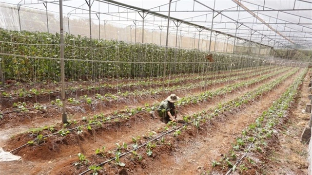 Thạc sĩ từ nước ngoài về trồng dưa lưới thu hàng trăm triệu đồng mỗi năm - 3