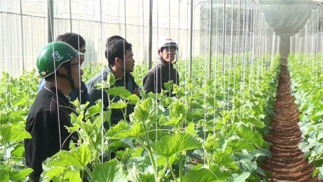Thạc sĩ từ nước ngoài về trồng dưa lưới thu hàng trăm triệu đồng mỗi năm - 4