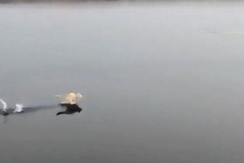 “Mèo kung-fu” chạy trên mặt nước gây bão mạng Trung Quốc