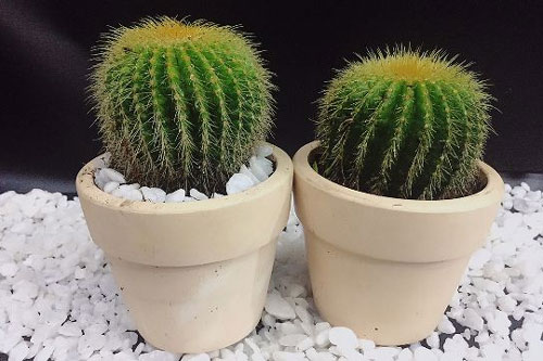 Những loài cây hao tài tán lộc, tuyệt đối không để trong nhà kẻo vận nghèo "đeo bám" cả đời không dứt