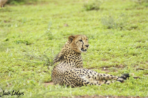 Liều lĩnh tách đàn, mẹ con ngựa vằn phải trả giá quá đắt