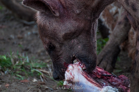 Báo đốm 'cay đắng' nhìn linh cẩu cướp trắng mồi ngon