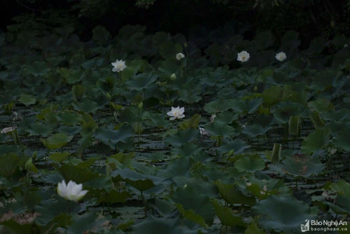 Một đầm sen trắng được chụp tại xã Hưng Thịnh, huyện Hưng Nguyên. Đầm chỉ rộng khoảng 800 - 1.000 m2, được người dân trồng để hái hoa bán vào các ngày lễ, Tết. Ảnh:Trung Hà