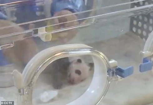 Hình ảnh gấu trúc con trong lồng kính ở trung tâm chăm sóc gấu trúc tại Trung Quốc