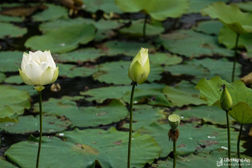 Ngắm vẻ đẹp “thanh khiết” những bông sen trắng ở vùng quê xứ Nghệ