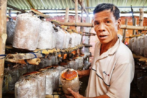 Quảng Ngãi: Trồng nấm đổi thay 'làng lò gạch'