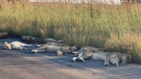 Đàn sư tử rủ nhau nằm ra giữa đường ngủ bên trong công viên quốc gia vì vắng khách du lịch.