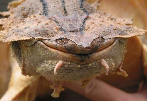 Một loài rùa cổ đại mới được phát hiện