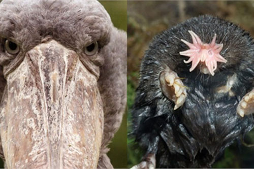 Những loài động vật có khuôn mặt 'ác quỷ' khiến bạn dễ gặp ác mộng