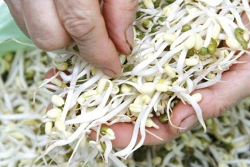 Đi chợ mua giá chỉ cần nhìn vào phần đầu cọng đảm bảo chọn đúng giá đỗ an toàn, không bị ủ thuốc