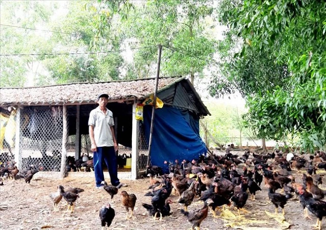 Thu nhập cao nhờ nuôi gà ta thương phẩm khép kín theo quy trình VietGAP (Ảnh: TL)