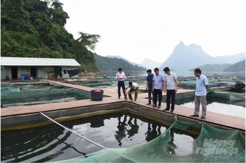 Nhờ có diện tích mặt Hồ thủy điện Tuyên Quang khá rộng, nhiều hộ dân của huyện Na Hang đã có thu nhập khá với nghề thủy sản. Ảnh: Đào Thanh.