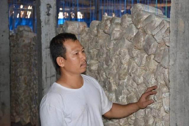Anh Lê Giang Phong – Giám đốc HTX sản xuất và kinh doanh nấm Đức Nhuận đang kiểm tra nguyên liệu chuẩn bị cho vụ mới (Ảnh: TL) 