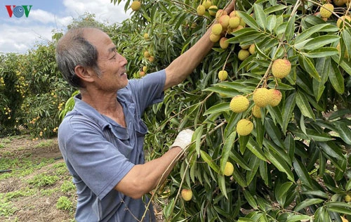 Người trồng vải ở huyện Ea Kar-Đắk Lắk thu nhập tiền tỷ nhờ trồng vải thiều Lục Ngạn...