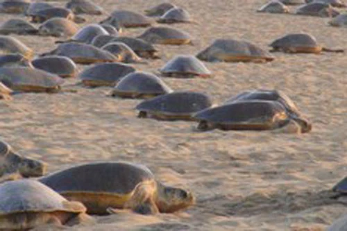 Rùa biển Olive Ridley xuất hiện trên bờ biển Rushikulya, Ấn Độ