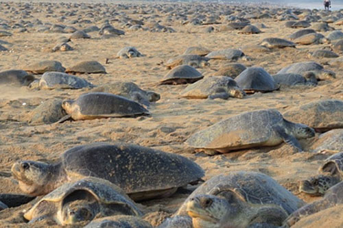 70.000 rùa biển xuất hiện bất thường trên bờ biển vắng bóng người