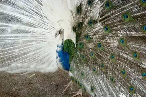 Vẻ đẹp kì lạ của động vật mắc bệnh bạch tạng