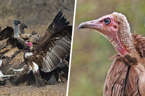 Bí ẩn hơn 2.000 kền kền chết thảm ở châu Phi