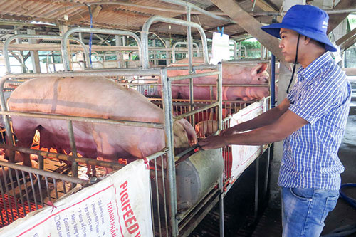 Giữ vững thương hiệu 'heo Mỏ Cày Nam'